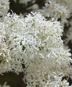 Chinese Fringe Tree Live Plant (Chionanthus retusus) White Flowering Ornamental, 6-12