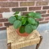 Chinese Money Plant Live Pilea peperomioides Houseplant - Indoor Coin Plant - Image 1
