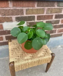 Chinese Money Plant Live Pilea peperomioides Houseplant - Indoor Coin Plant - Image 1