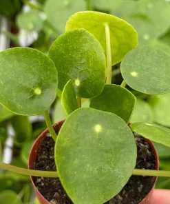 Chinese Money Plant Pilea Peperomioides Live Houseplant – 2.5 inch Pot - Image 2