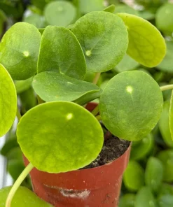 Chinese Money Plant Pilea Peperomioides Live Houseplant – 2.5 inch Pot - Image 3