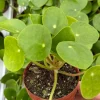 Chinese Money Plant Pilea Peperomioides Live Houseplant – 2.5 inch Pot - Image 1