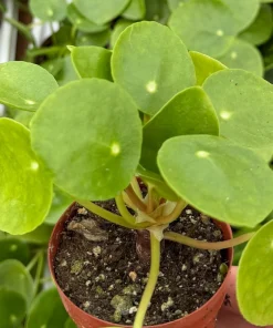 Chinese Money Plant Pilea Peperomioides Live Houseplant – 2.5 inch Pot - Image 1