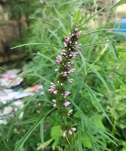 Chinese Motherwort Seeds - Pink Leonurus Japonicus Herb Flower Seeds - 100 Count - Image 11