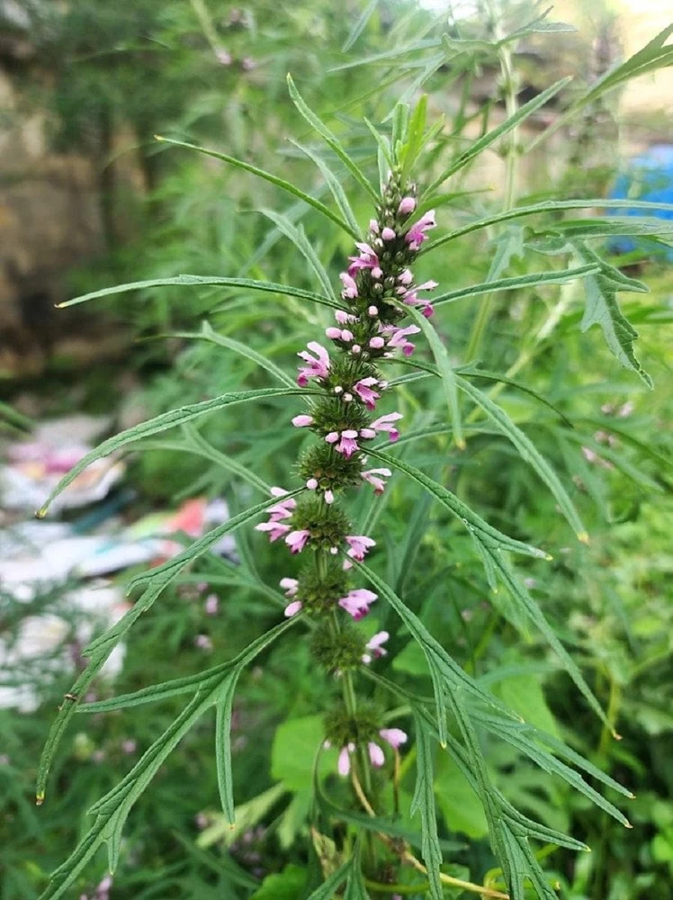 Chinese Motherwort Seeds - Pink Leonurus Japonicus Herb Flower Seeds - 100 Count - Image 11