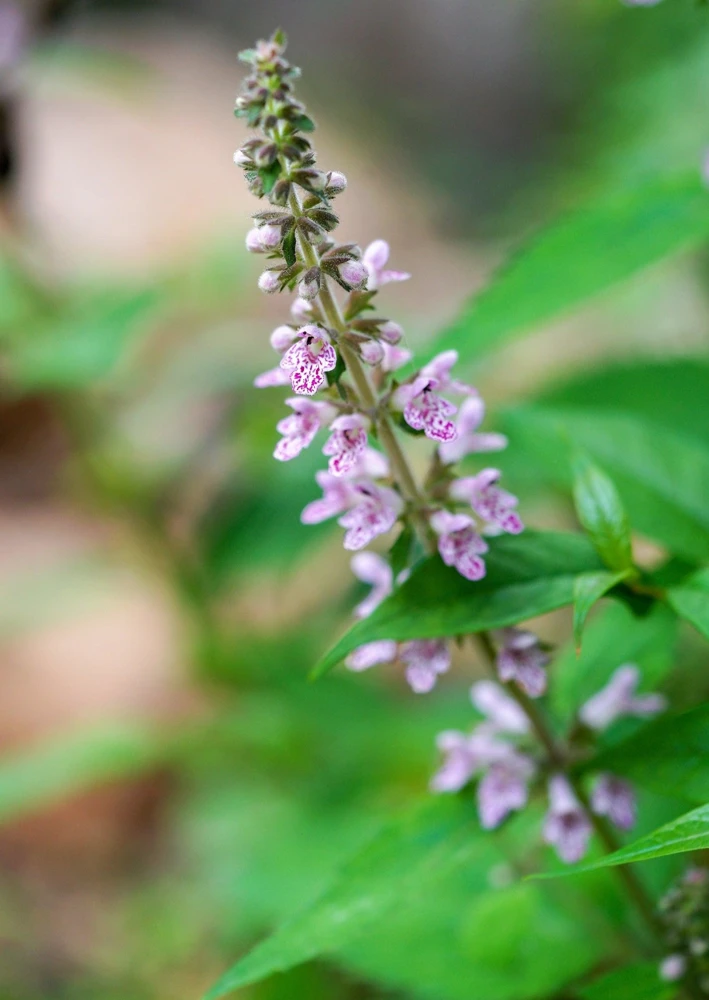 Chinese Motherwort Seeds - Pink Leonurus Japonicus Herb Flower Seeds - 100 Count - Image 12