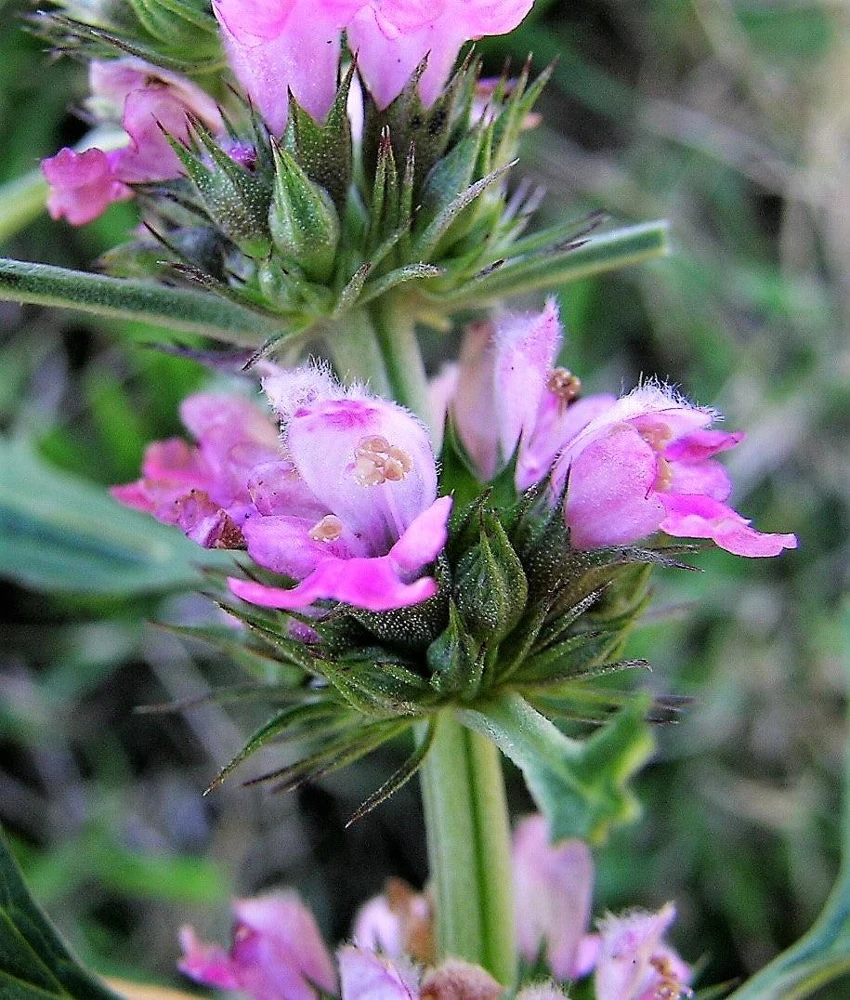 Chinese Motherwort Seeds - Pink Leonurus Japonicus Herb Flower Seeds - 100 Count - Image 13