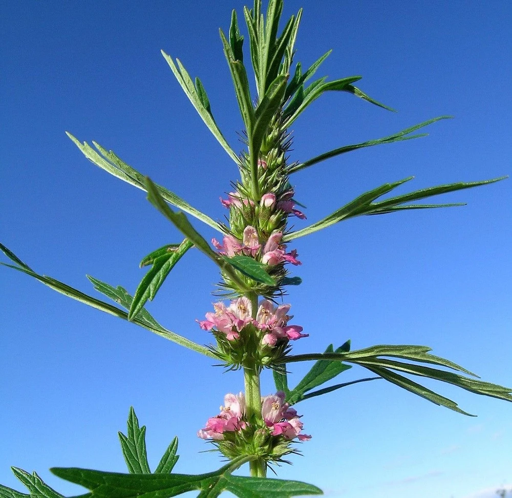 Chinese Motherwort Seeds - Pink Leonurus Japonicus Herb Flower Seeds - 100 Count - Image 14