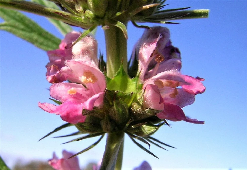 Chinese Motherwort Seeds - Pink Leonurus Japonicus Herb Flower Seeds - 100 Count - Image 15