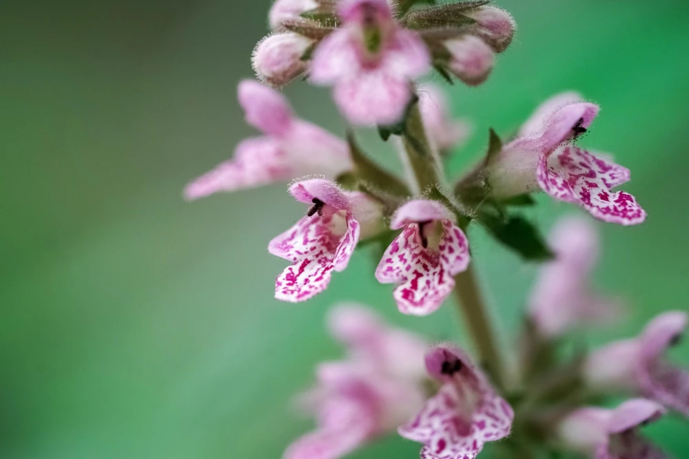 Chinese Motherwort Seeds - Pink Leonurus Japonicus Herb Flower Seeds - 100 Count - Image 2