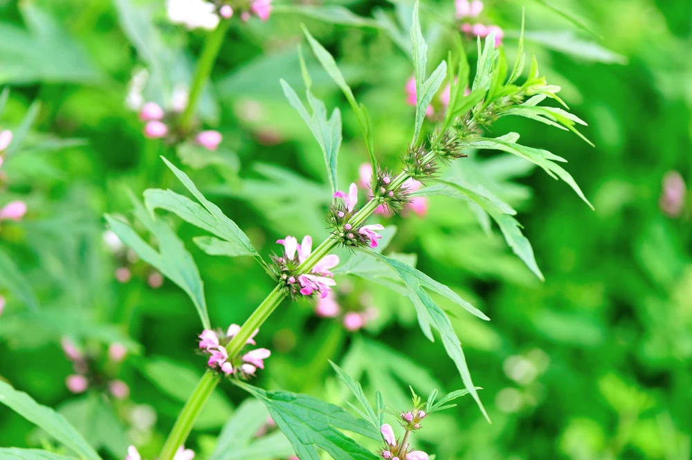 Chinese Motherwort Seeds - Pink Leonurus Japonicus Herb Flower Seeds - 100 Count - Image 3