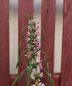 Chinese Motherwort Seeds - Pink Leonurus Japonicus Herb Flower Seeds - 100 Count - Image 4