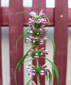 Chinese Motherwort Seeds - Pink Leonurus Japonicus Herb Flower Seeds - 100 Count - Image 5