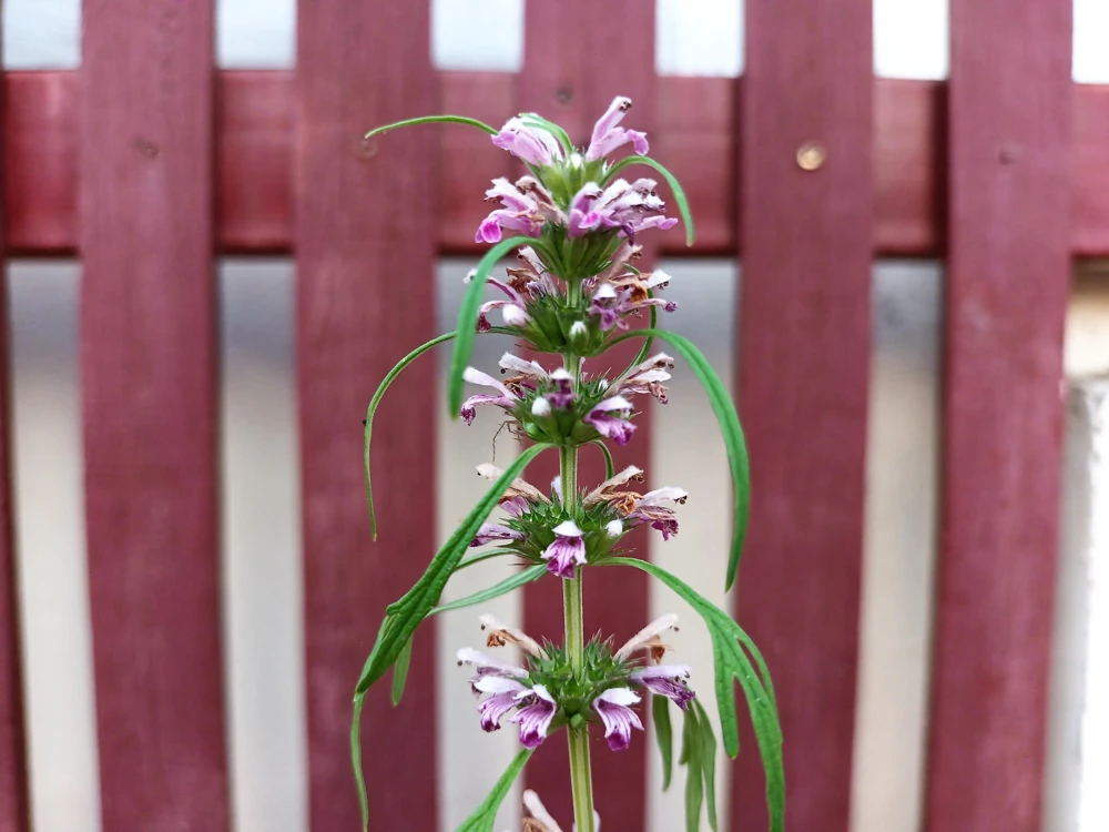 Chinese Motherwort Seeds - Pink Leonurus Japonicus Herb Flower Seeds - 100 Count - Image 5