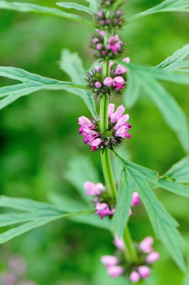 Chinese Motherwort Seeds - Pink Leonurus Japonicus Herb Flower Seeds - 100 Count - Image 6