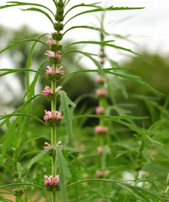 Chinese Motherwort Seeds - Pink Leonurus Japonicus Herb Flower Seeds - 100 Count - Image 7