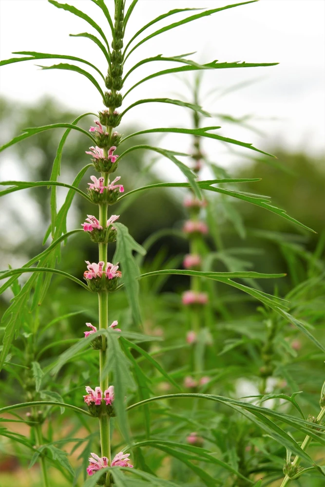 Chinese Motherwort Seeds - Pink Leonurus Japonicus Herb Flower Seeds - 100 Count - Image 7