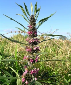Chinese Motherwort Seeds - Pink Leonurus Japonicus Herb Flower Seeds - 100 Count - Image 1
