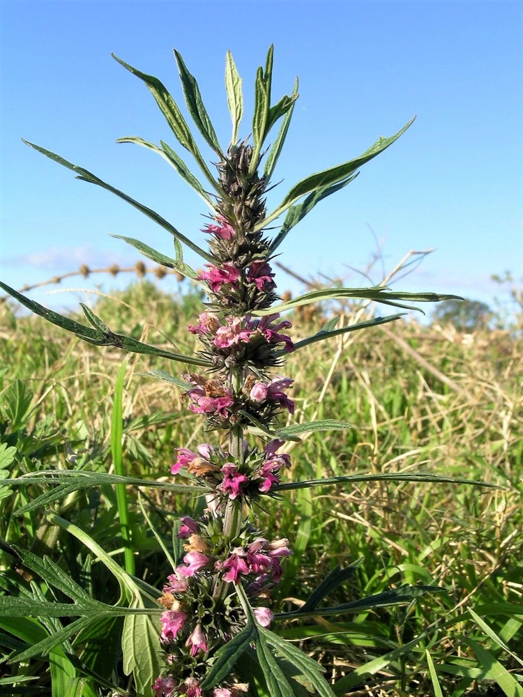 Chinese Motherwort Seeds - Pink Leonurus Japonicus Herb Flower Seeds - 100 Count - Image 1