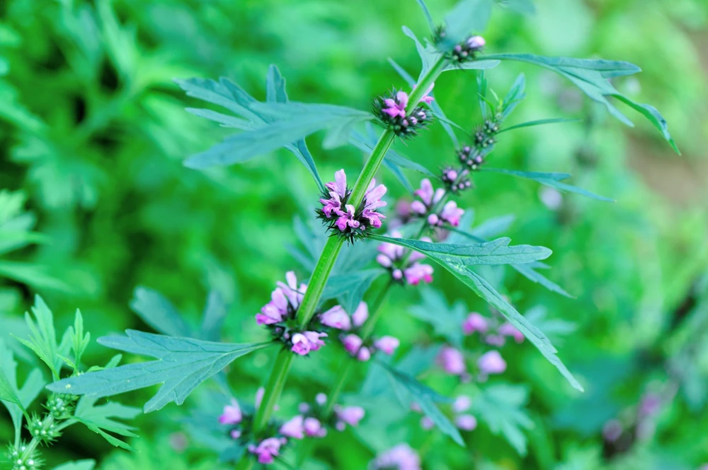 Chinese Motherwort Seeds - Pink Leonurus Japonicus Herb Flower Seeds - 100 Count - Image 8