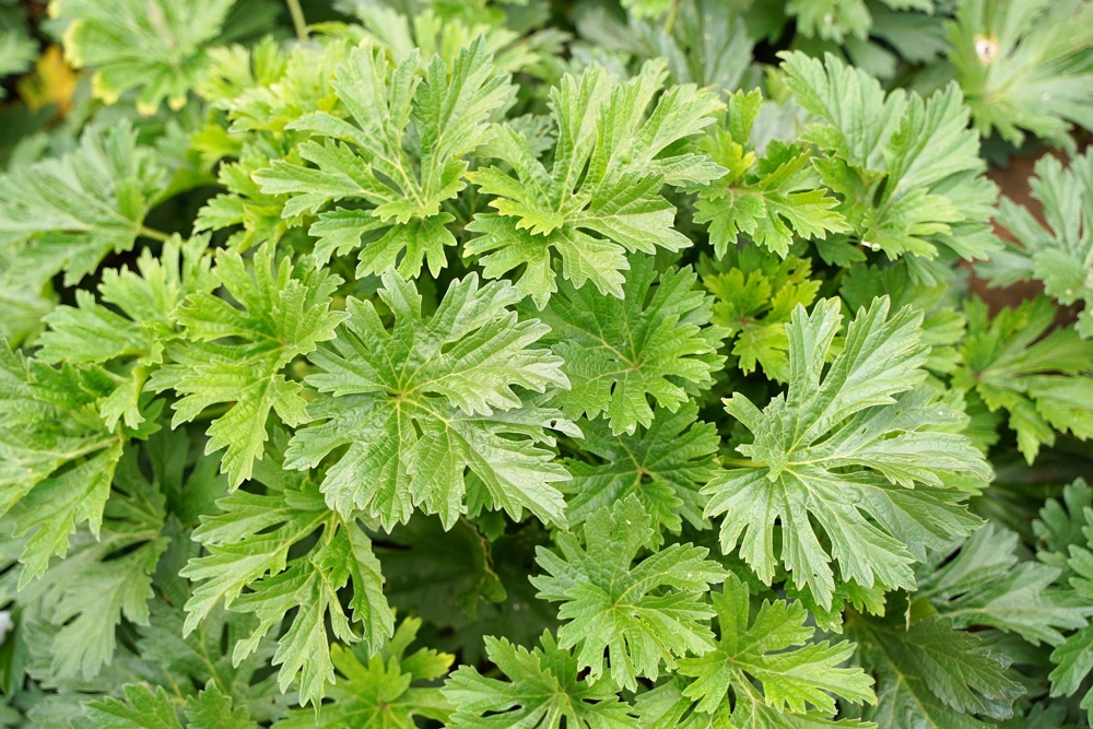 Chinese Motherwort Seeds - Pink Leonurus Japonicus Herb Flower Seeds - 100 Count - Image 9