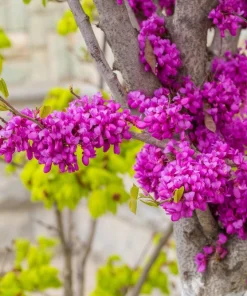 Chinese Redbud Seeds - 40 Count - Pink Purple Flowers - Shrub Small Tree - Image 10