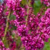 Chinese Redbud Seeds - 40 Count - Pink Purple Flowers - Shrub Small Tree - Image 1