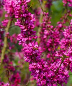 Chinese Redbud Seeds - 40 Count - Pink Purple Flowers - Shrub Small Tree - Image 1