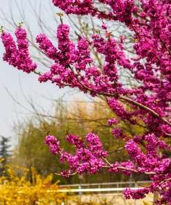 Chinese Redbud Seeds - 40 Count - Pink Purple Flowers - Shrub Small Tree - Image 2