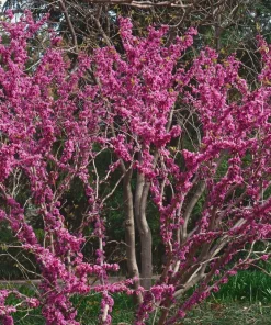 Chinese Redbud Seeds - 40 Count - Pink Purple Flowers - Shrub Small Tree - Image 3
