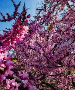 Chinese Redbud Seeds - 40 Count - Pink Purple Flowers - Shrub Small Tree - Image 4