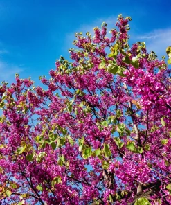 Chinese Redbud Seeds - 40 Count - Pink Purple Flowers - Shrub Small Tree - Image 5
