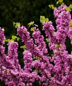 Chinese Redbud Seeds - 40 Count - Pink Purple Flowers - Shrub Small Tree - Image 6