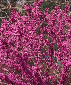 Chinese Redbud Seeds - 40 Count - Pink Purple Flowers - Shrub Small Tree - Image 7