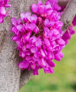 Chinese Redbud Seeds - 40 Count - Pink Purple Flowers - Shrub Small Tree - Image 8