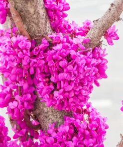 Chinese Redbud Seeds - 40 Count - Pink Purple Flowers - Shrub Small Tree - Image 9