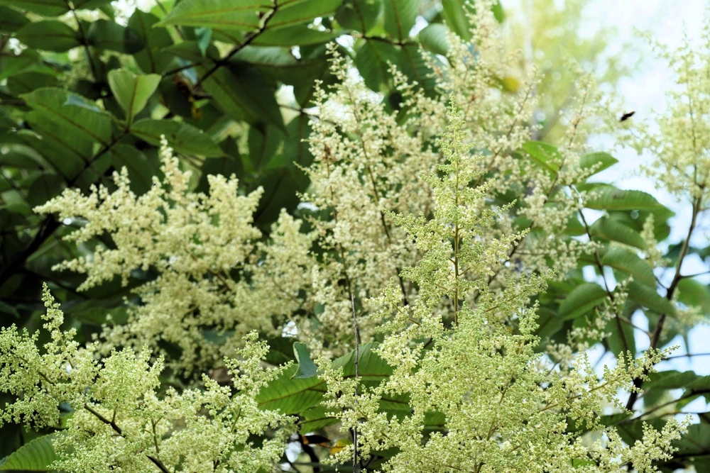 Chinese Sumac Seeds - Rhus Chinensis, White Flowers, Red Berries (30 Seeds) - Image 10