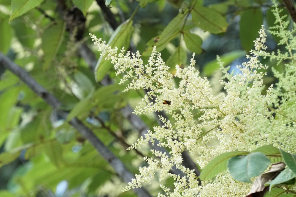Chinese Sumac Seeds - Rhus Chinensis, White Flowers, Red Berries (30 Seeds) - Image 11
