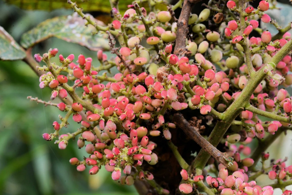Chinese Sumac Seeds - Rhus Chinensis, White Flowers, Red Berries (30 Seeds) - Image 2