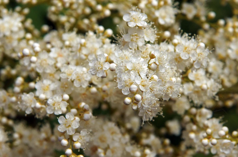 Chinese Sumac Seeds - Rhus Chinensis, White Flowers, Red Berries (30 Seeds) - Image 3
