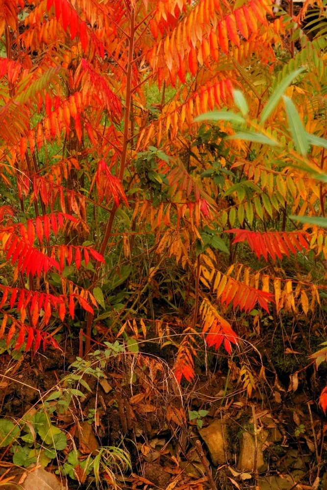 Chinese Sumac Seeds - Rhus Chinensis, White Flowers, Red Berries (30 Seeds) - Image 4