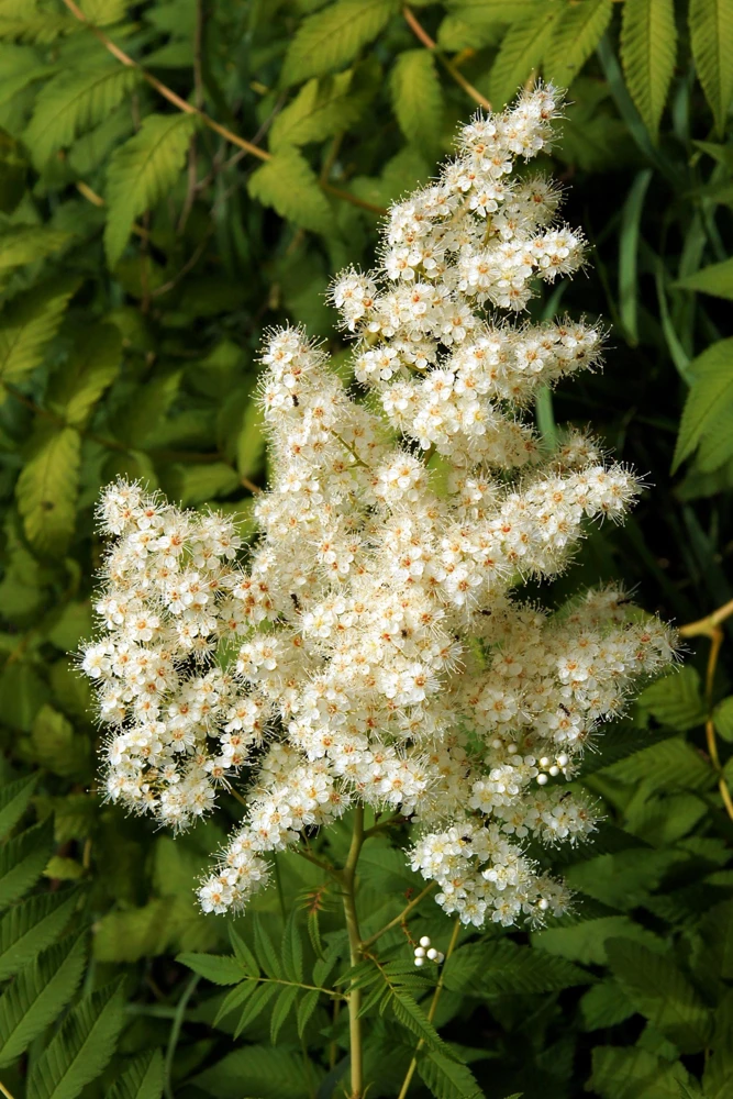 Chinese Sumac Seeds - Rhus Chinensis, White Flowers, Red Berries (30 Seeds) - Image 5