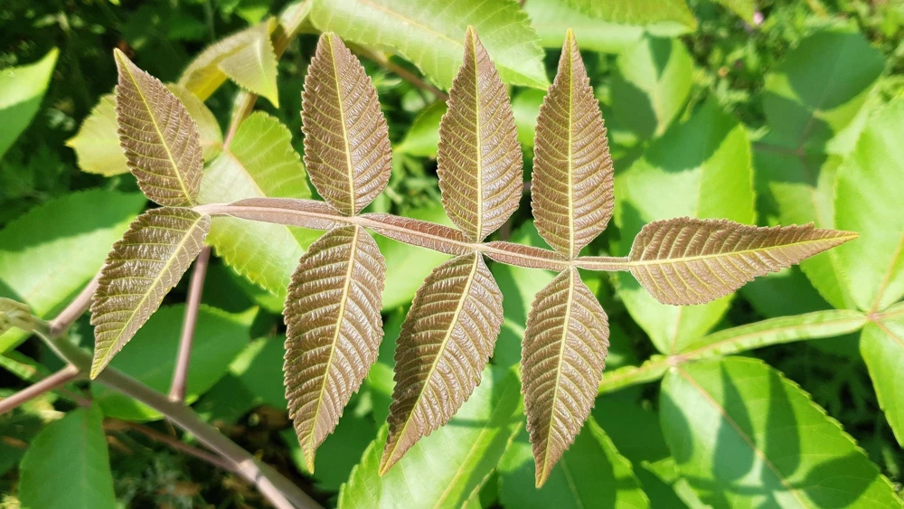 Chinese Sumac Seeds - Rhus Chinensis, White Flowers, Red Berries (30 Seeds) - Image 6