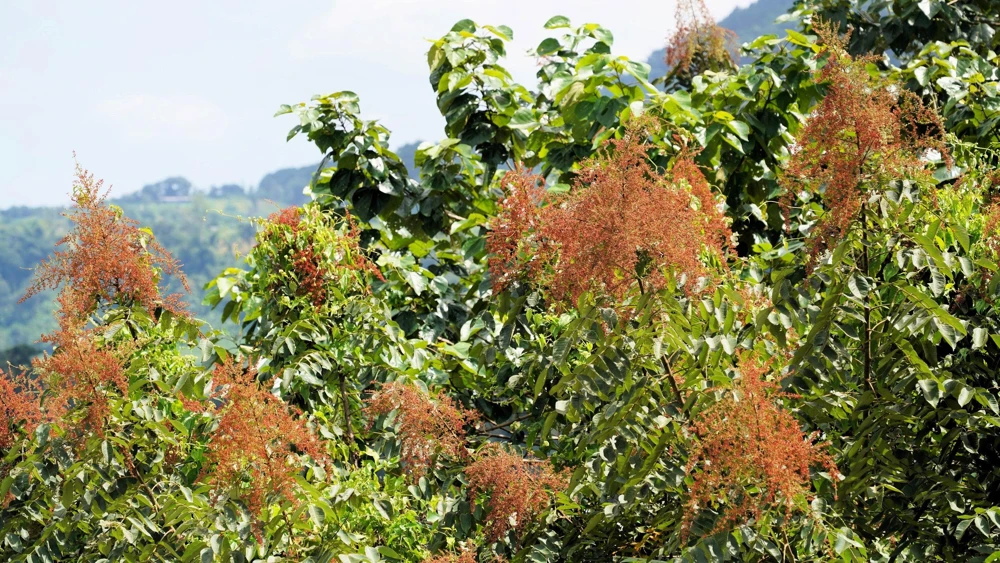 Chinese Sumac Seeds - Rhus Chinensis, White Flowers, Red Berries (30 Seeds) - Image 7