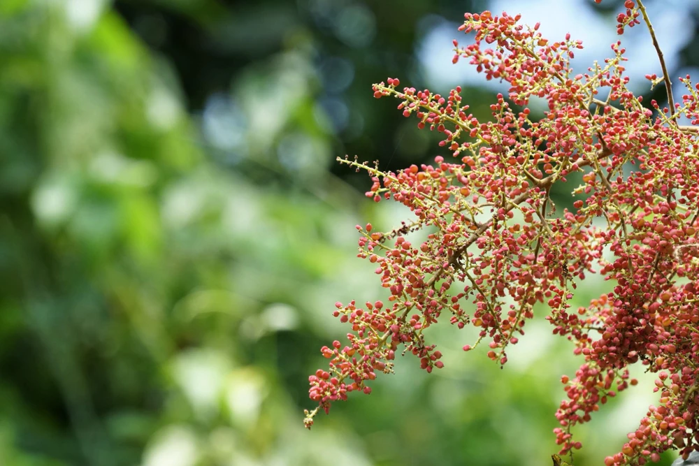 Chinese Sumac Seeds - Rhus Chinensis, White Flowers, Red Berries (30 Seeds) - Image 8
