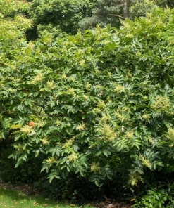 Chinese Sumac Seeds - Rhus Chinensis, White Flowers, Red Berries (30 Seeds) - Image 9