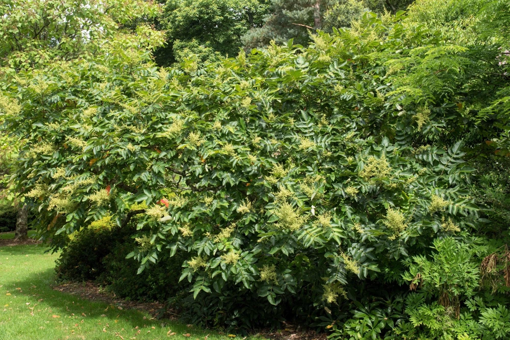 Chinese Sumac Seeds - Rhus Chinensis, White Flowers, Red Berries (30 Seeds) - Image 9