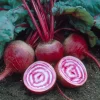 Chioggia Beet Seeds – 150 Heirloom Candy Stripe Beet Seeds – Easy to Grow - Image 1