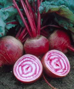 Chioggia Beet Seeds – 150 Heirloom Candy Stripe Beet Seeds – Easy to Grow - Image 1