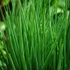 Chives Seeds – Allium schoenoprasum 150 Seeds – Hardy Perennial Herb for Garden & Culinary - Image 1